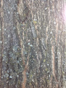 Maple Tree Bark