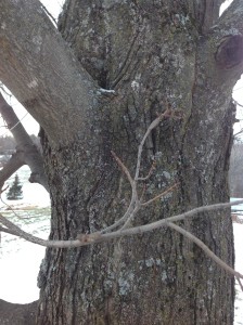 Maple Tree Buds & Twigs